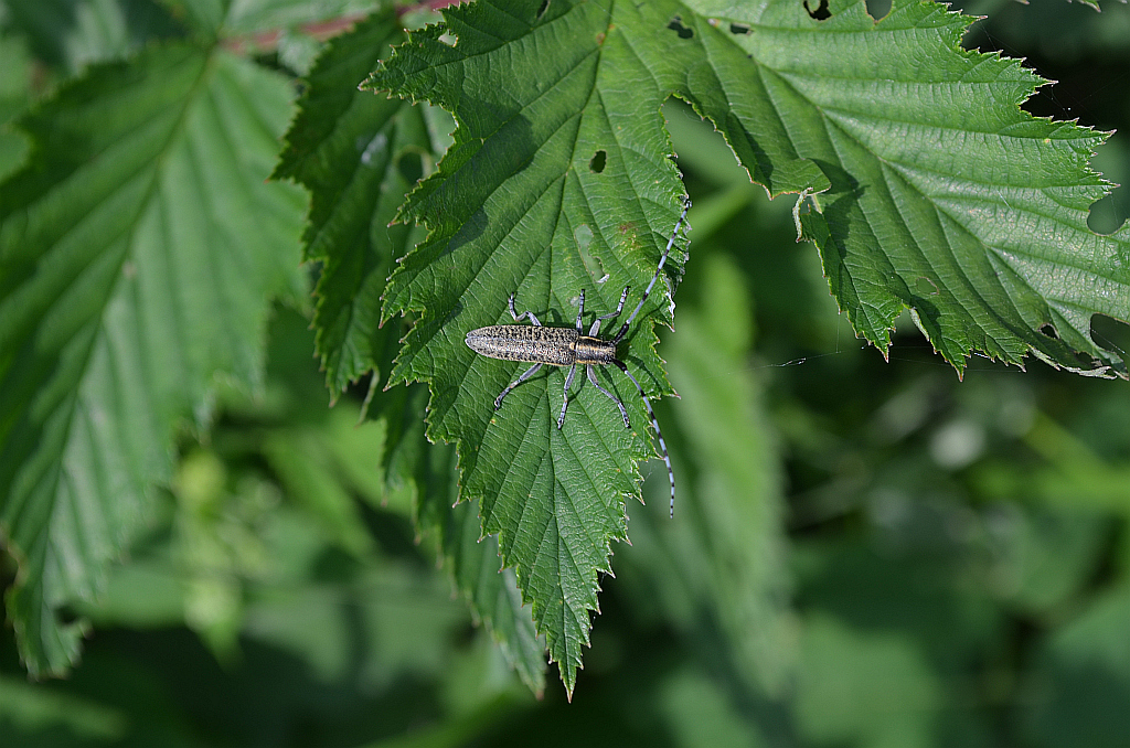 Zgrzytnica zielonkawowłosa (Agapanthia villosoviridescens)