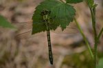Trzepla zielona (Ophiogomphus cecilia)