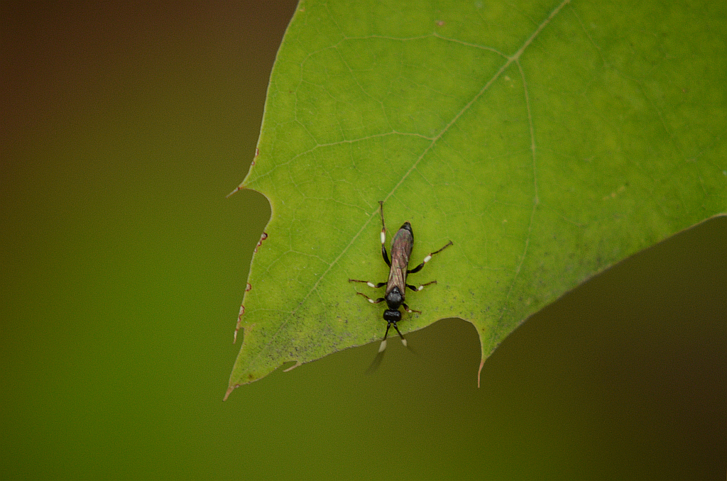 Wtyk straszyk, Straszyk szczawiowiec (Coreus marginatus)