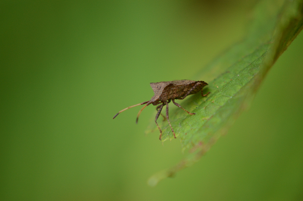 Wtyk straszyk, Straszyk szczawiowiec (Coreus marginatus)