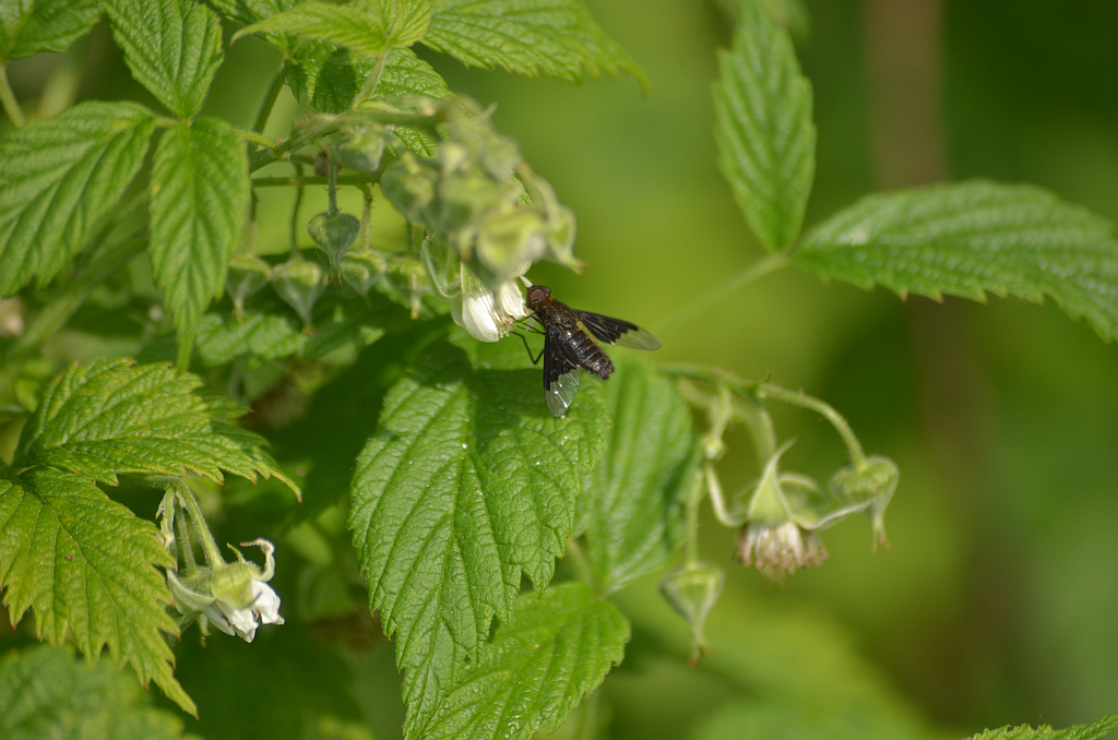 Drogosz żałobny (Hemipenthes morio)