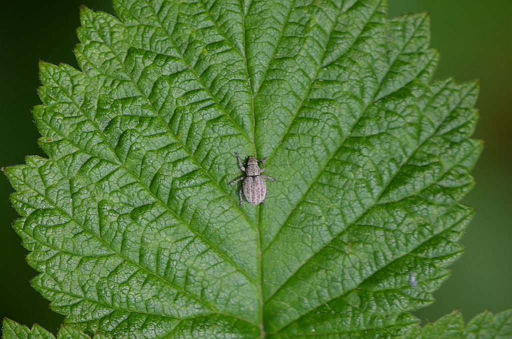 Sieciech niegłębek (Philopedon plagiatus)