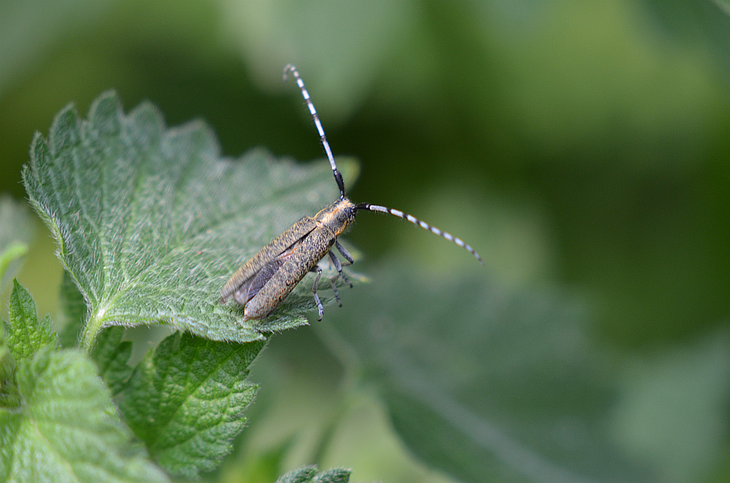 Zgrzytnica zielonkawowłosa (Agapanthia villosoviridescens)