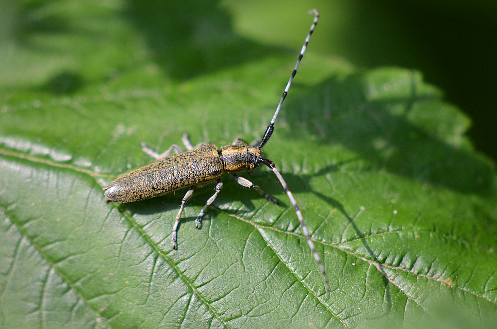 Zgrzytnica zielonkawowłosa (Agapanthia villosoviridescens)