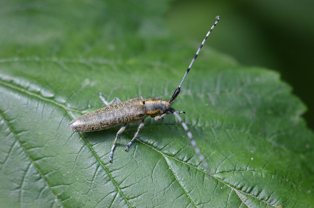 Zgrzytnica zielonkawowłosa (Agapanthia villosoviridescens)