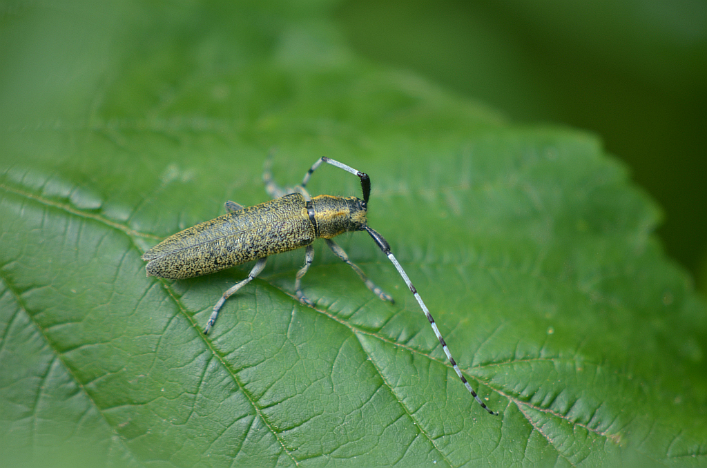 Zgrzytnica zielonkawowłosa (Agapanthia villosoviridescens)