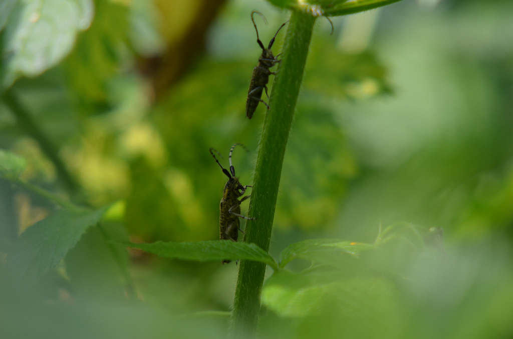 Zgrzytnica zielonkawowłosa (Agapanthia villosoviridescens)