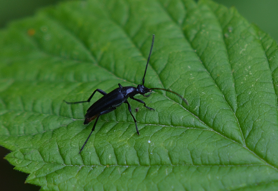 Strangalia czarna (Stenurella nigra)