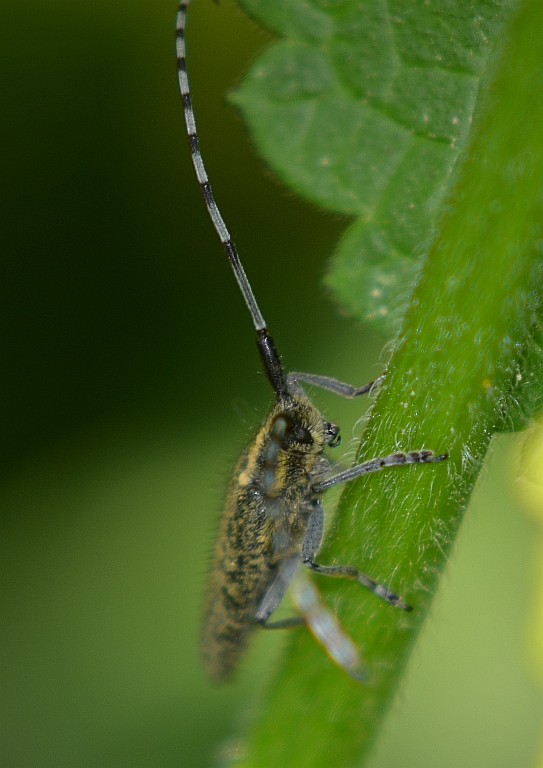 Zgrzytnica zielonkawowłosa (Agapanthia villosoviridescens)