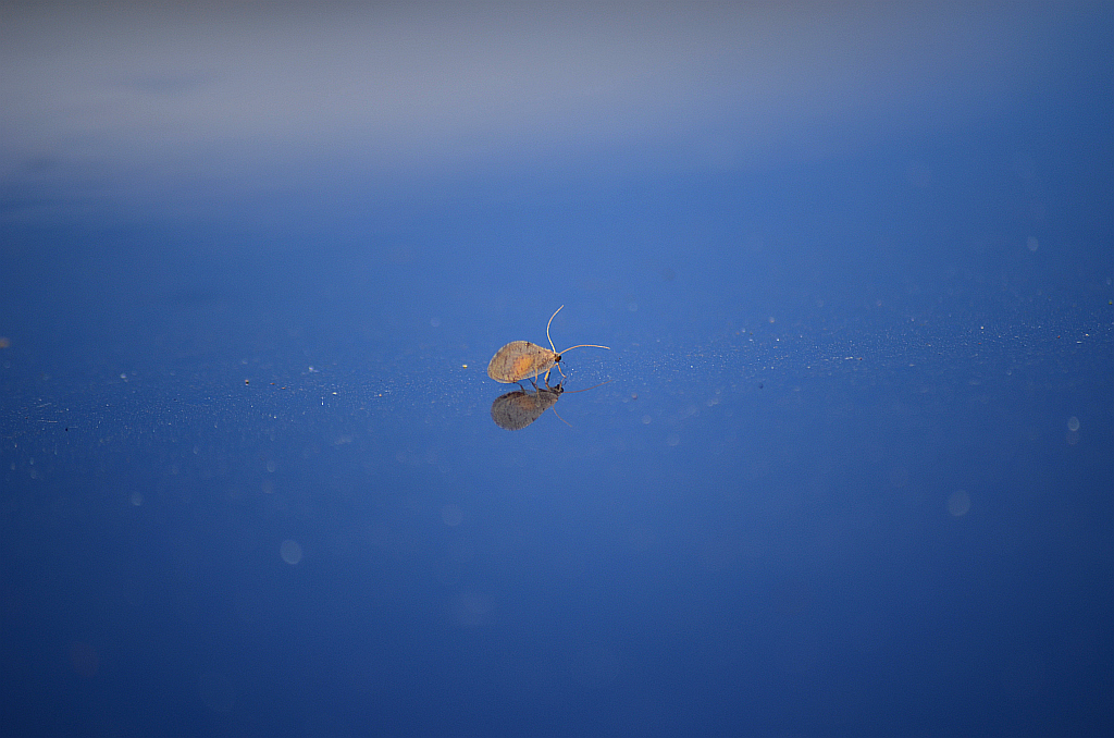 Sieciarka (Neuroptera)