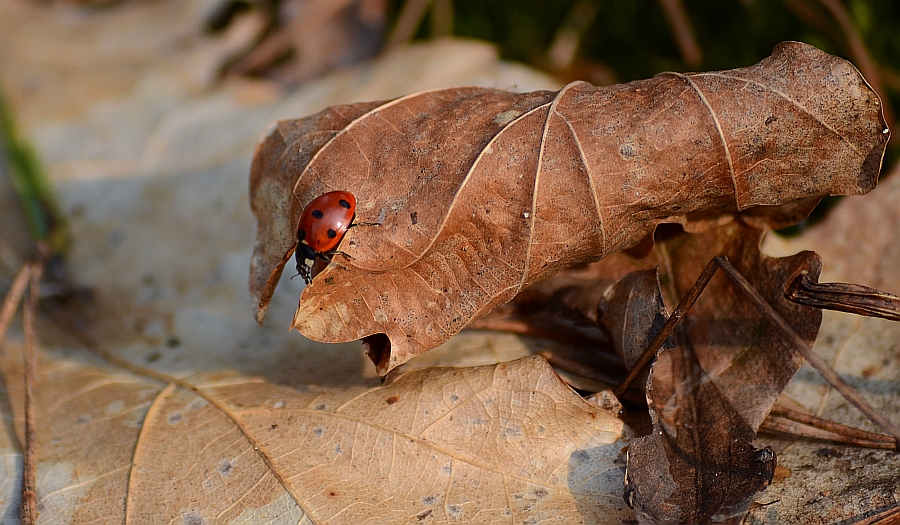 Biedronka siedmiokropka (Coccinella septempunctata)