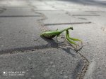 Modliszka zwyczajna (Mantis religiosa)