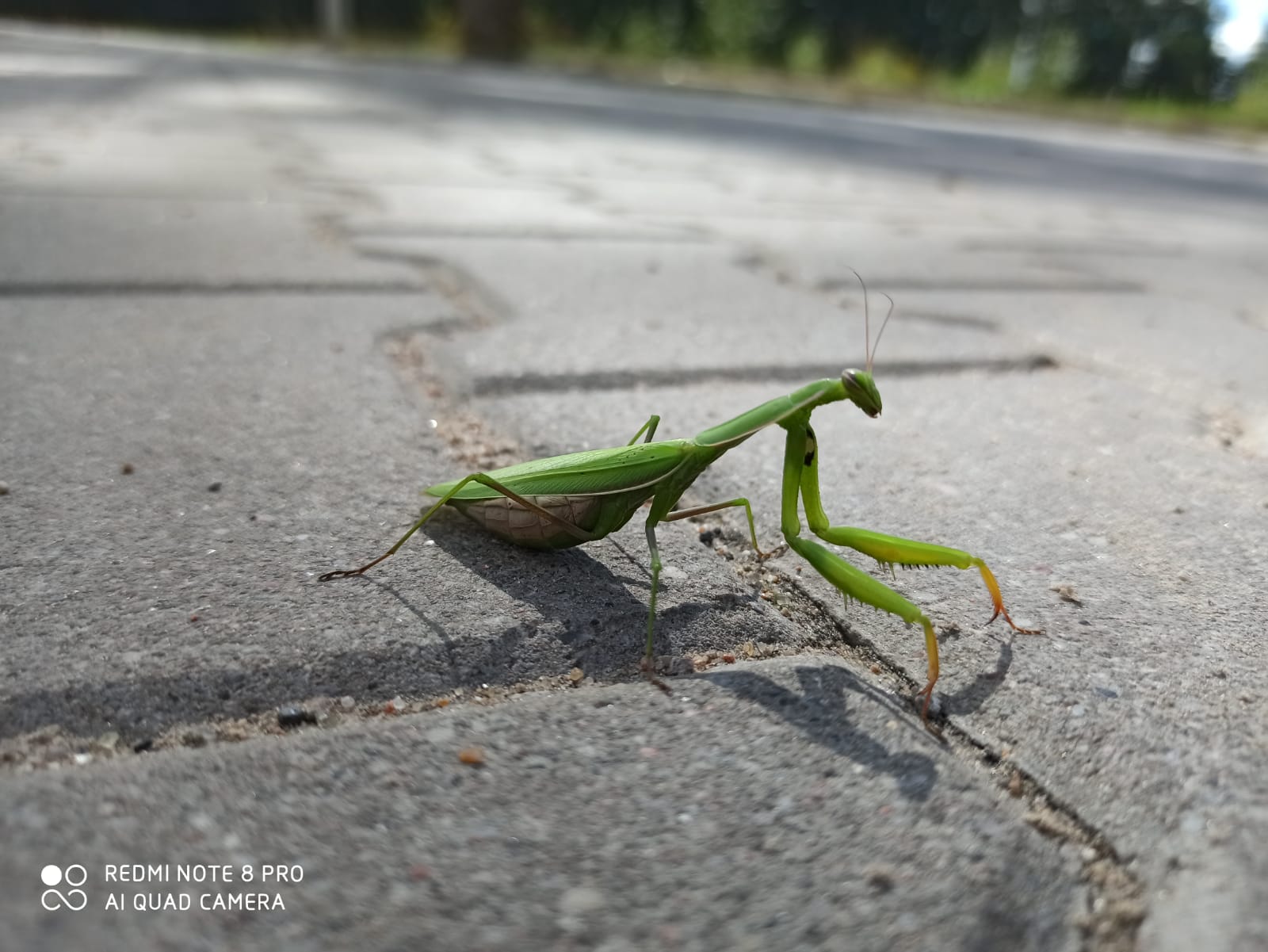 Modliszka zwyczajna (Mantis religiosa)
