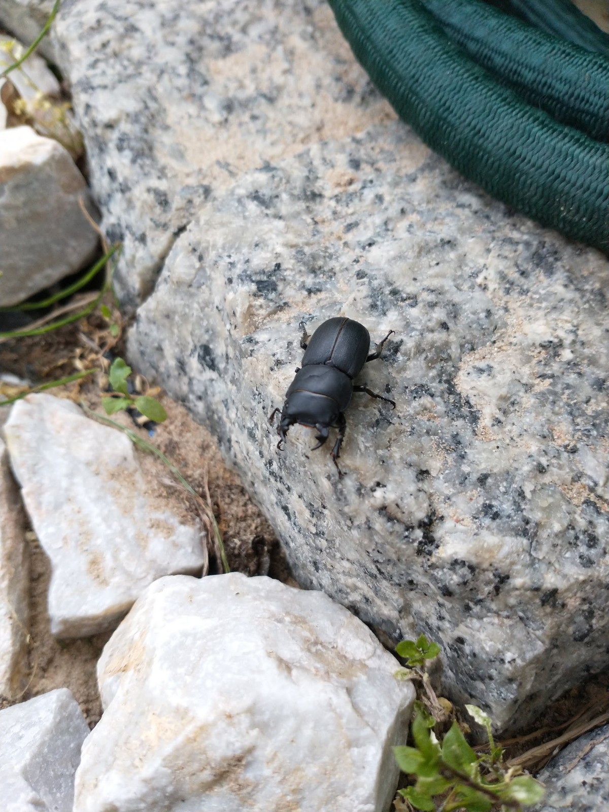 Ciołek matowy, ciołek (Dorcus parallelipipedus)