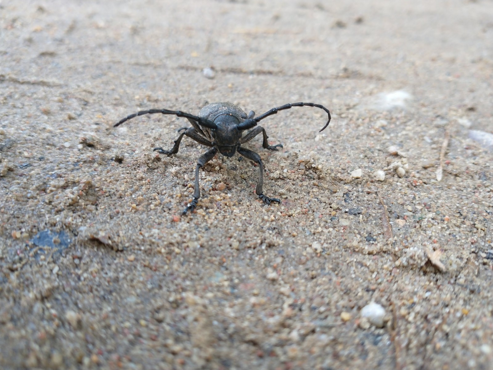 Zgrzypik twardokrywka (Lamia textor)