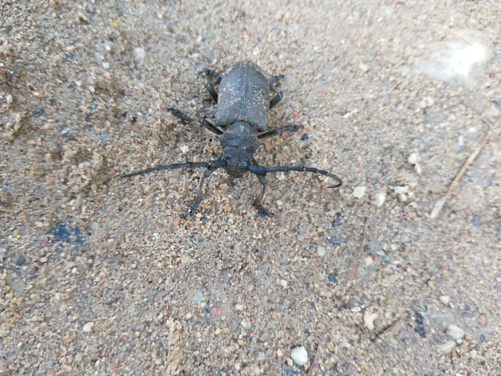 Zgrzypik twardokrywka (Lamia textor)