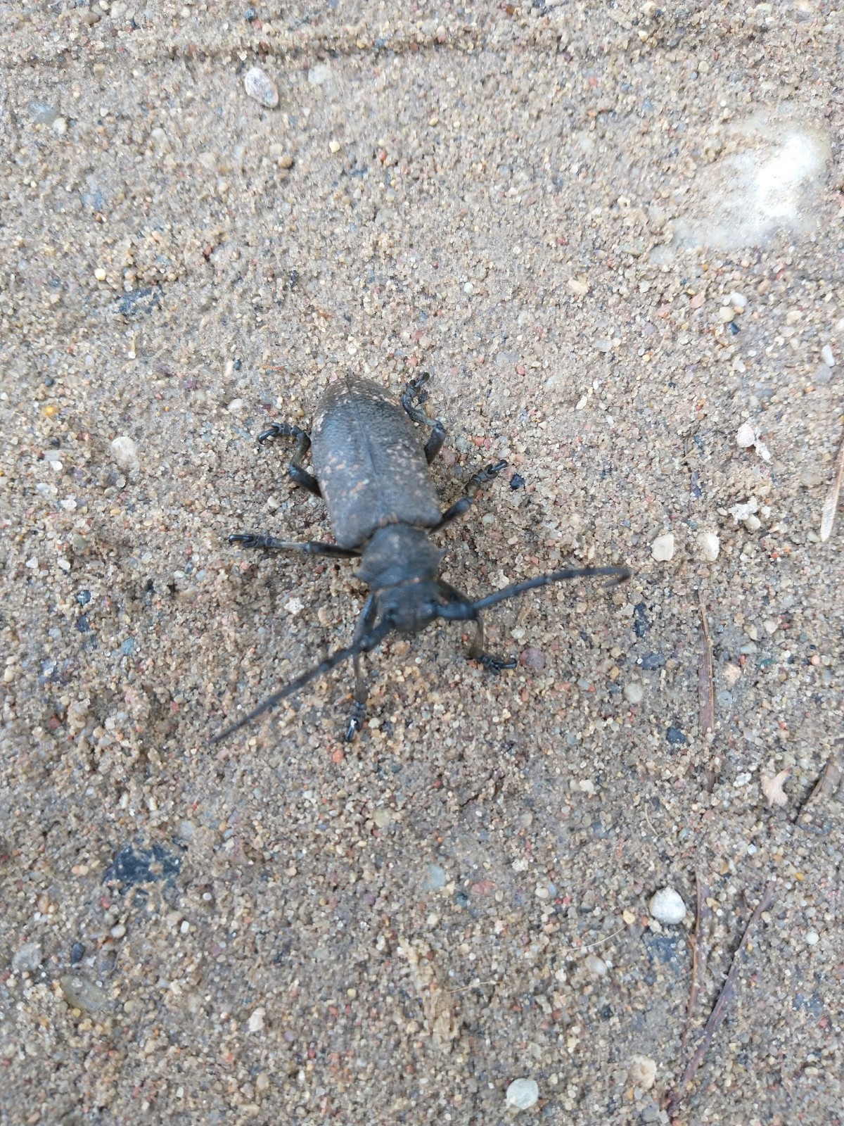 Zgrzypik twardokrywka (Lamia textor)