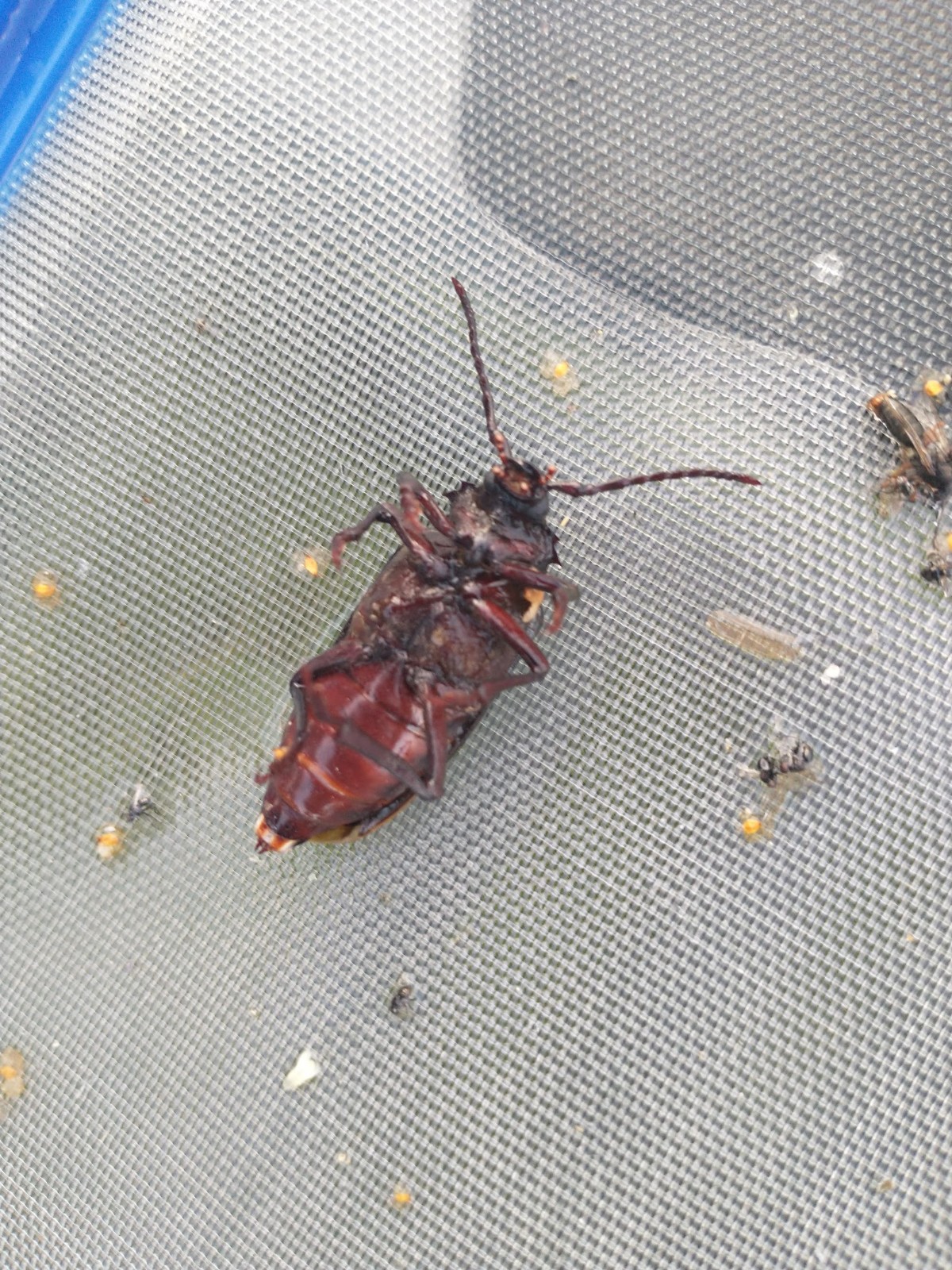 Dyląż garbarz (Prionus coriarius)