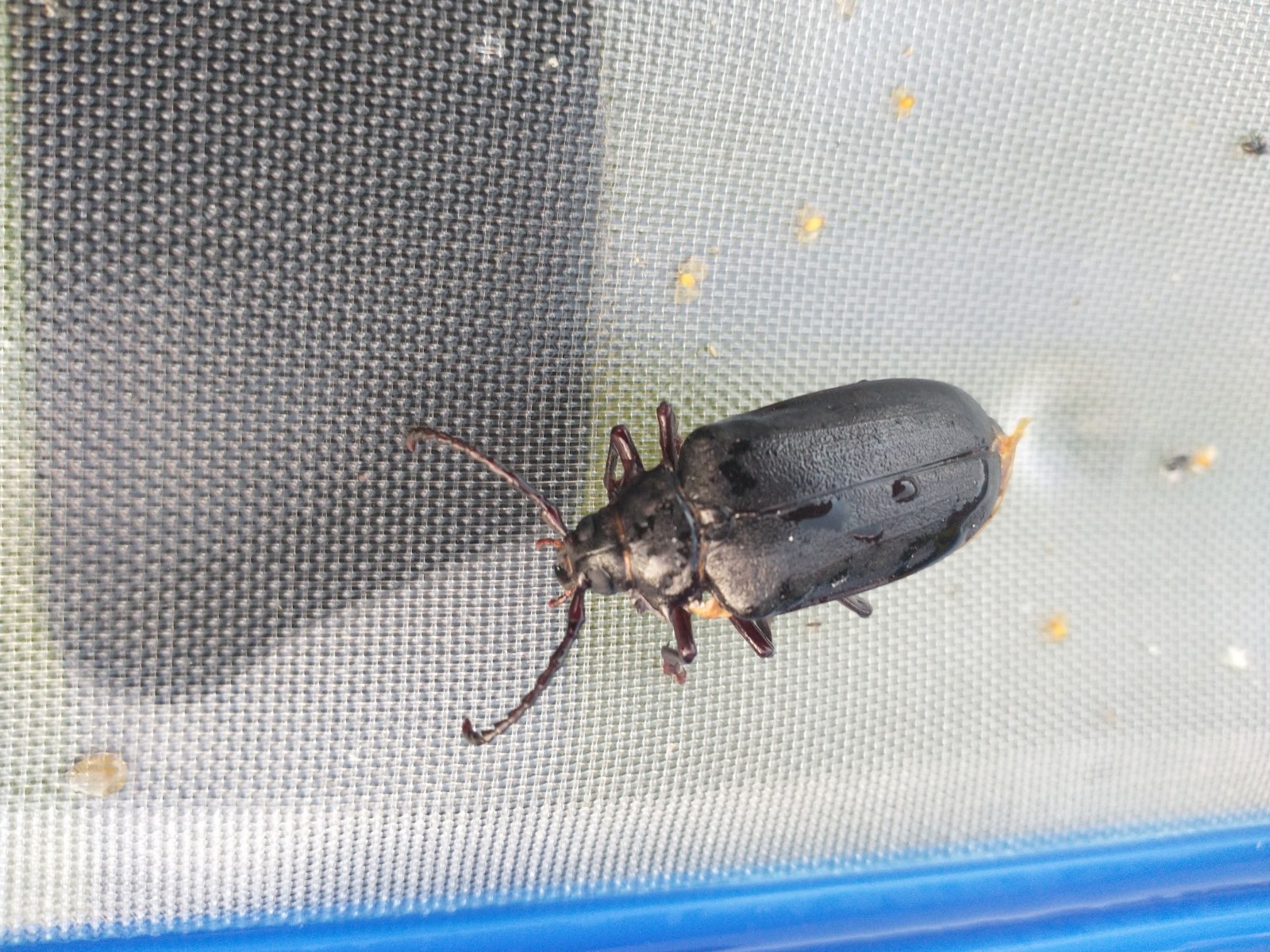 Dyląż garbarz (Prionus coriarius)