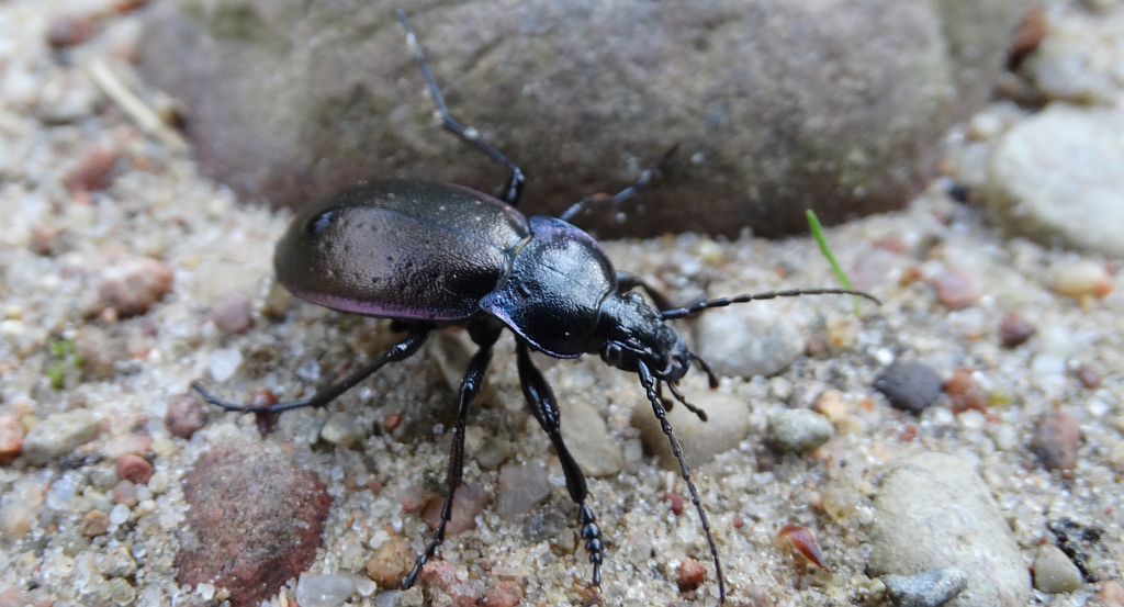 Carabus (Eucarabus) obsoletus