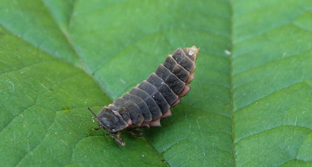 Iskrzyk (Phausis splendidula syn. Lamprohiza splendidula)