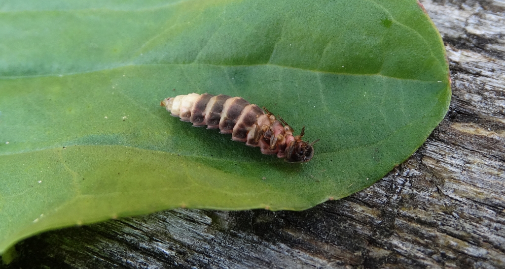 Iskrzyk (Phausis splendidula syn. Lamprohiza splendidula)