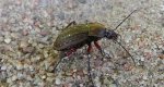 Biegacz granulowany (Carabus granulatus)