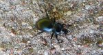 Biegacz gładki (Carabus glabratus)