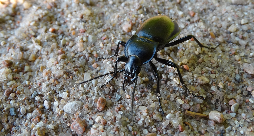 Biegacz gładki (Carabus glabratus)