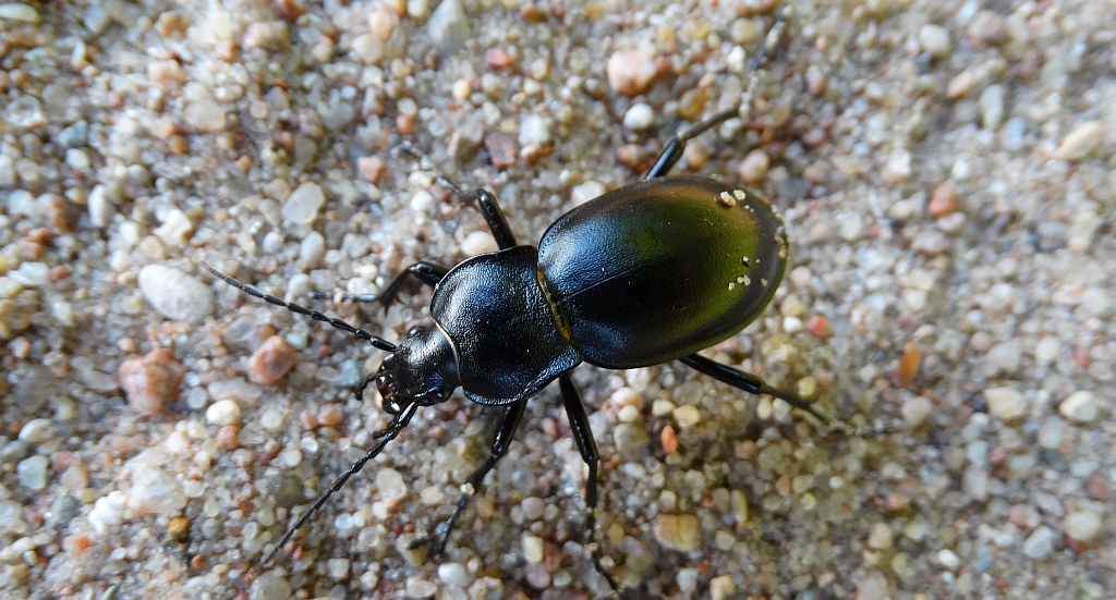 Biegacz gładki (Carabus glabratus)