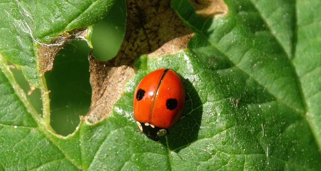 Biedronka dwukropka (Adalia bipunctata)