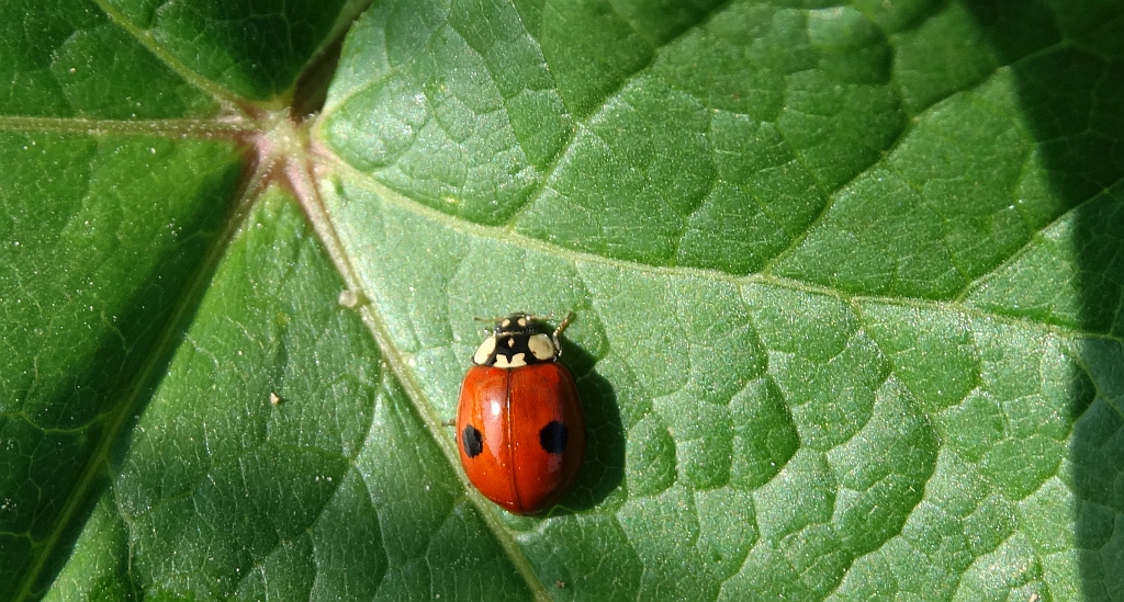 Biedronka dwukropka (Adalia bipunctata)