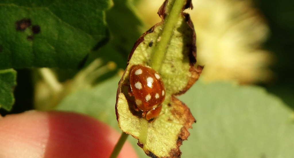 Calvia quatuordecimguttata