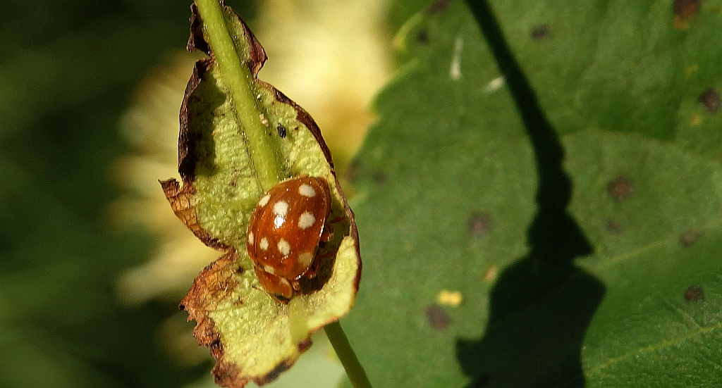 Calvia quatuordecimguttata