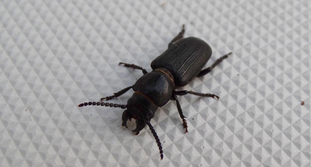 Kłopotek czarny (Spondylis buprestoides)