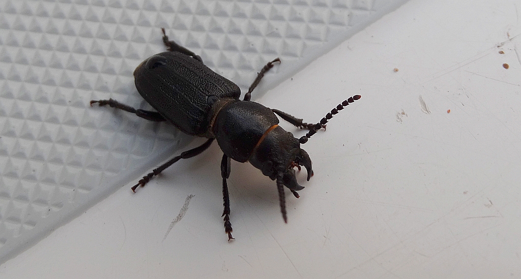 Kłopotek czarny (Spondylis buprestoides)