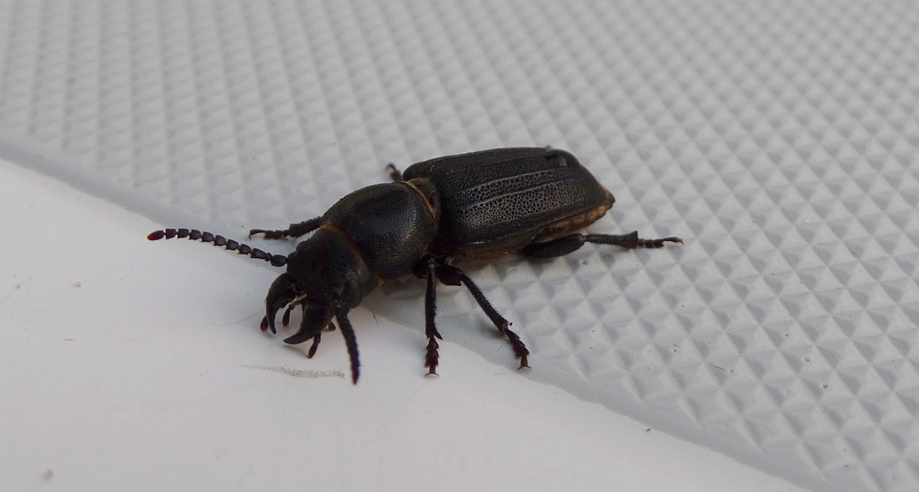 Kłopotek czarny (Spondylis buprestoides)