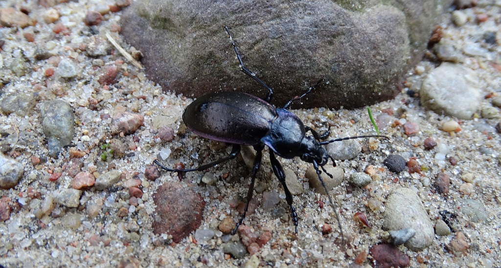 Carabus (Eucarabus) obsoletus
