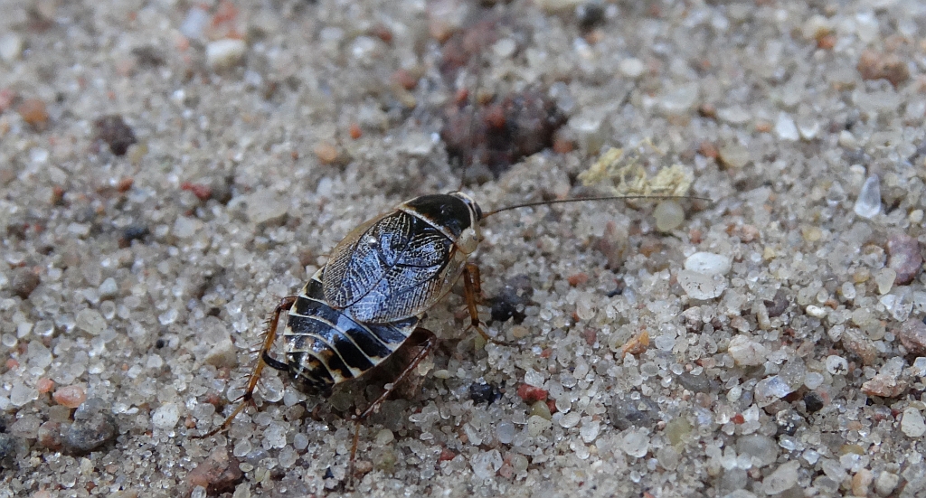 Zadomka leśna (Ectobius sylvestris)
