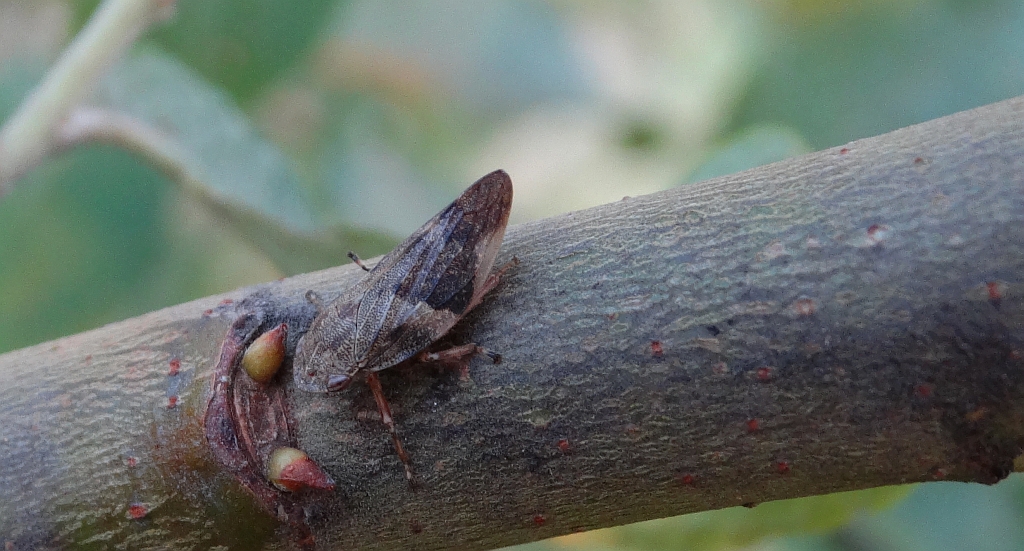 Pienik ślinianka (Philaenus spumarius)