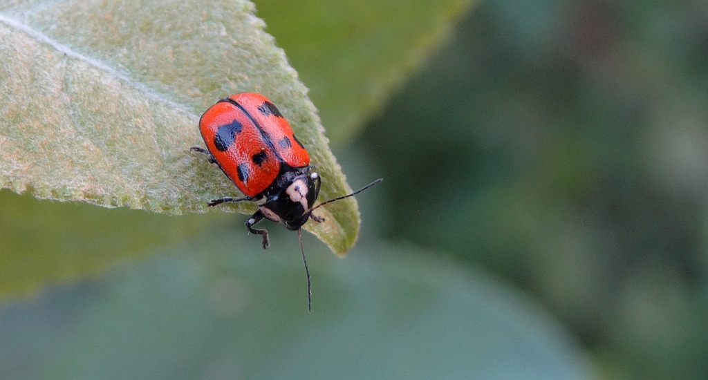 Cryptocephalus octopunctatus