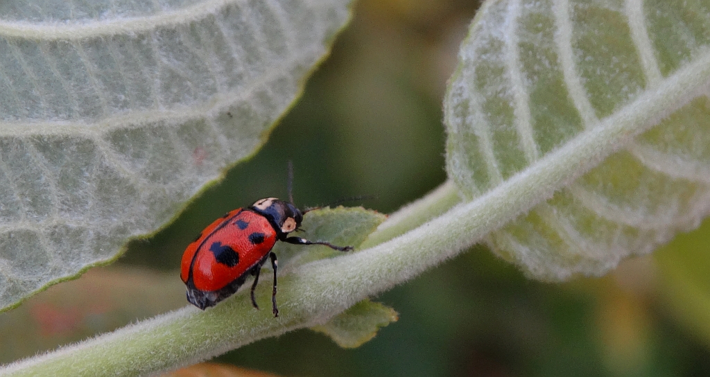 Cryptocephalus octopunctatus