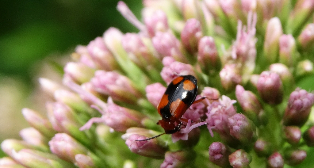 Lebia cruxminor
