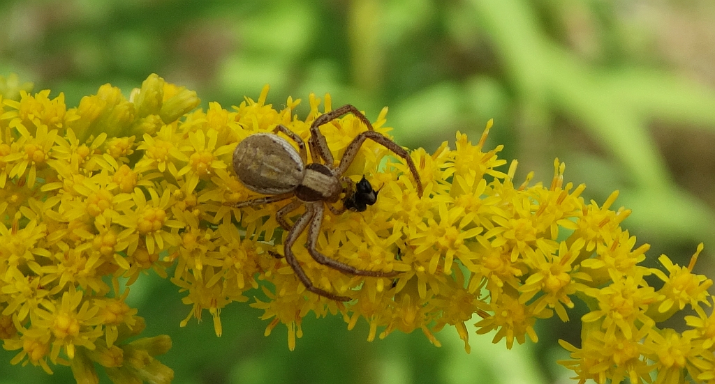 Bokochód pospolity (Xysticus ulmi)