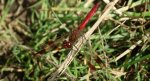 Szablak przepasany, szablak górski (Sympetrum pedemontanum)