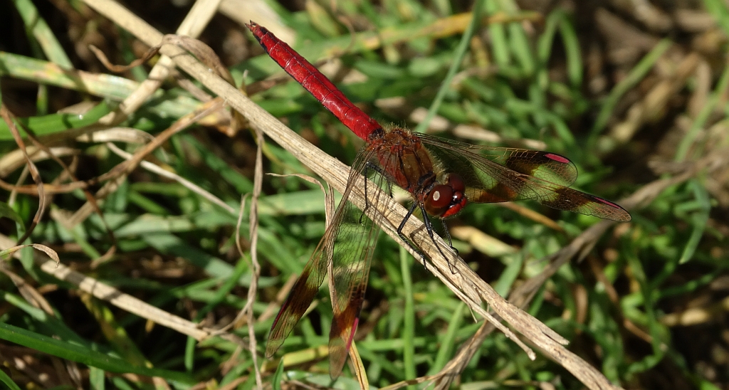 Szablak przepasany, szablak górski (Sympetrum pedemontanum)