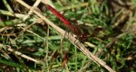 Szablak przepasany, szablak górski (Sympetrum pedemontanum)