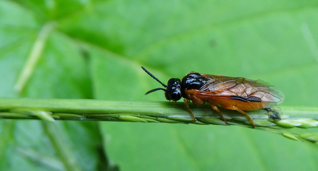 Obnażacz różówka (Arge rosae)