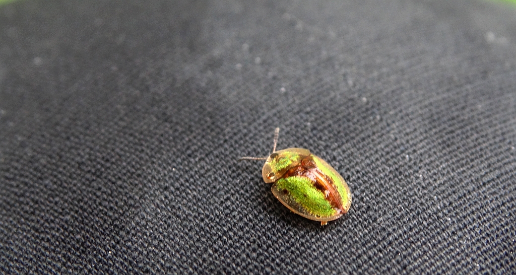 Tarczyk łopianowy (Cassida vibex)