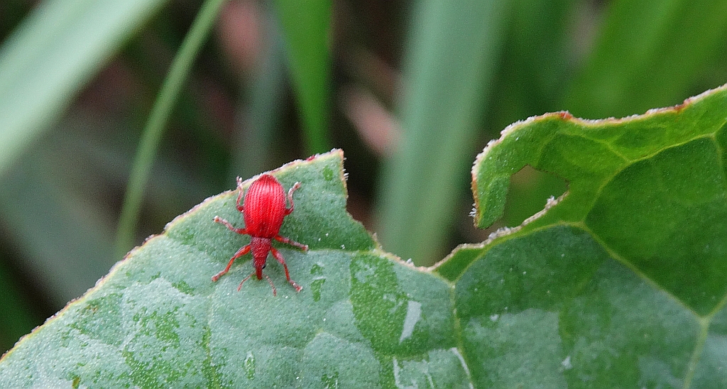 Pędruś szczawiowiec (Apion frumentarium)